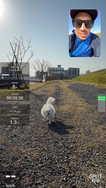 Picture-in-Picture with walk widgets, Pomeranian running toward the camera.