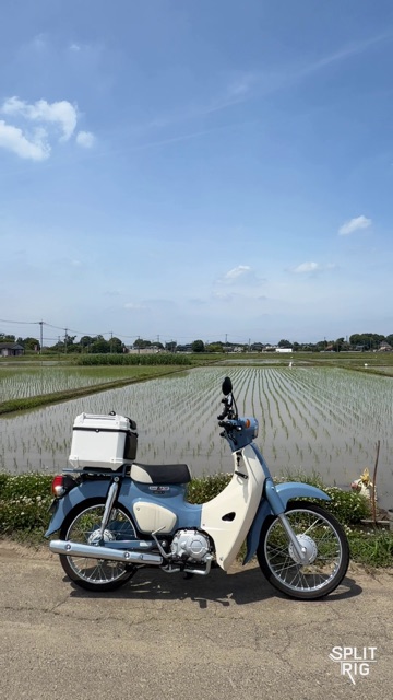 Rear camera, powder-blue Super Cub beside flooded rice paddies.